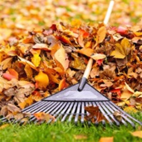 Leaf Pile